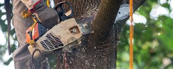 Best Seasonal Cleanup (Spring/Fall)  in Hillandale, MD