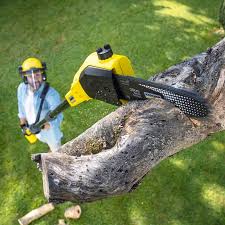 Best Tree Health Inspection  in Hillandale, MD