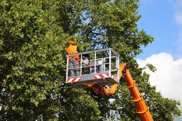 How Our Tree Care Process Works  in  Hillandale, MD
