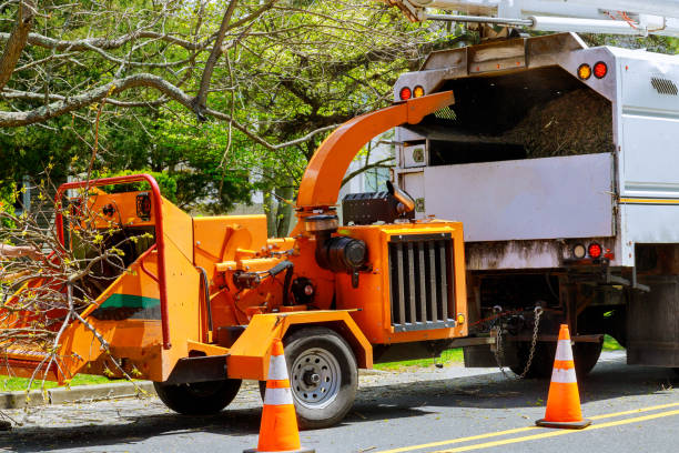 Best Tree Maintenance Programs  in Hillandale, MD