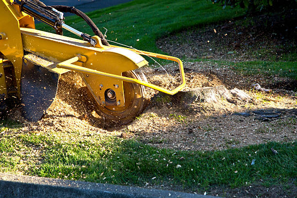 Best Lawn Maintenance Plans  in Hillandale, MD