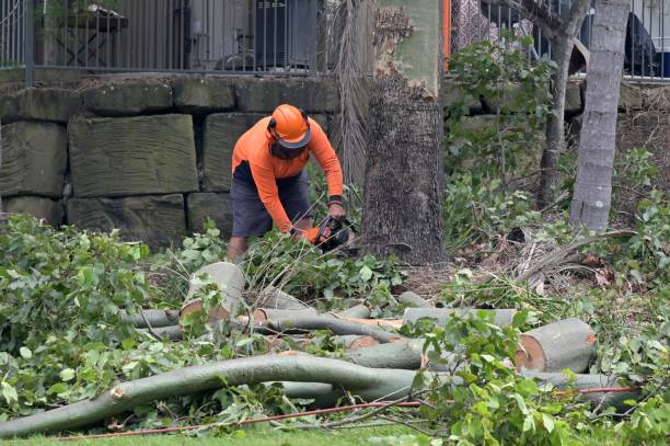 Best Stump Grinding and Removal  in Hillandale, MD