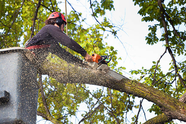 Best Commercial Tree Services  in Hillandale, MD