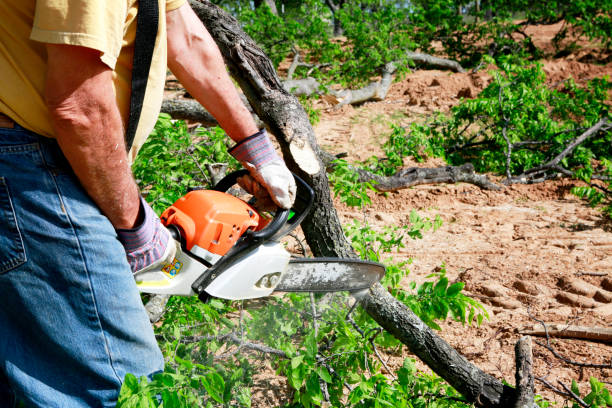 Best Lawn Pest Prevention  in Hillandale, MD